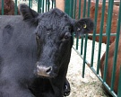 Россельхознадзор может запретить ввоз австралийской говядины в Россию