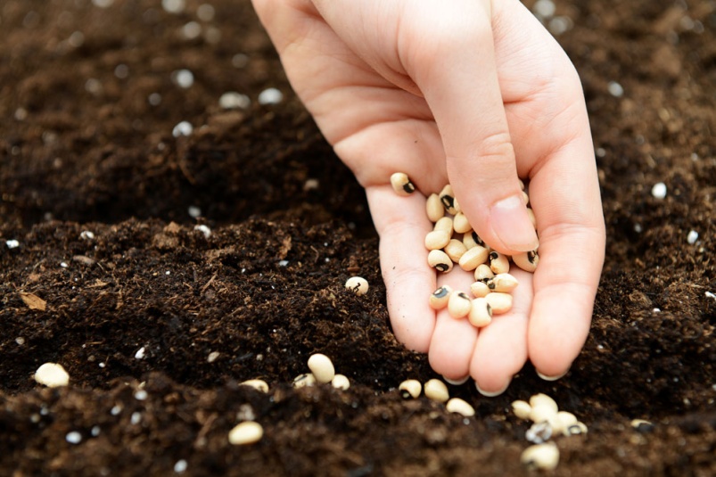 «Штрубе Рус»: лучшие семеноводческие практики будут доступны российским сельхозтоваропроизводителям