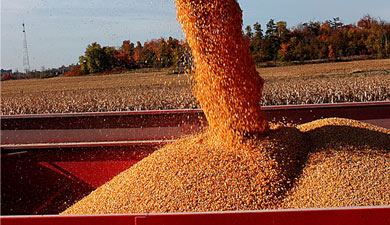 К 16 сентября собрали 77 млн т зерна