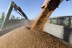 Минсельхоз заявил о стабилизации цен на зерно