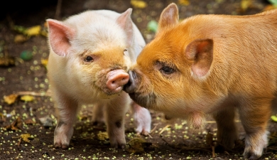 Родословная для свиньи