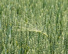 «Сюкден» засеял зерновыми 50 тысяч гектаров