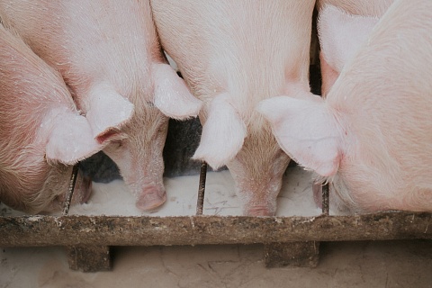 «Лазаревское Тех» начнет тиражировать технологию бесконтактного взвешивания свиней в 2024—2025 годах