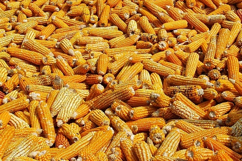 «Рустарк» вложит 60 млрд рублей в глубокую переработку зерна