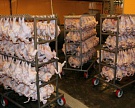 Птицефабрика в Магадане произведет 250 т/год мяса бройлера