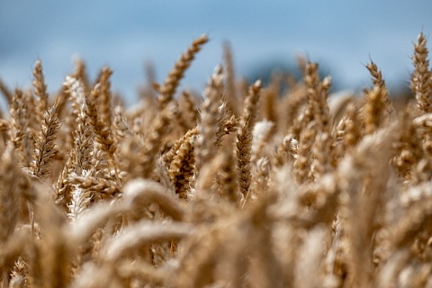 Экспортные цены на пшеницу пошли вниз