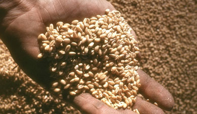 Госзакупки зерна снова снижаются