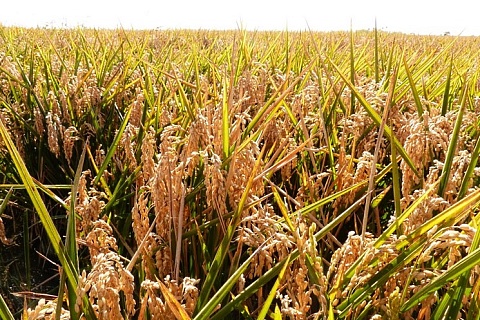 Уборка риса на Кубани растянется по срокам
