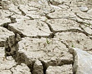 Ущерб АПК от засухи — 12 млрд руб.