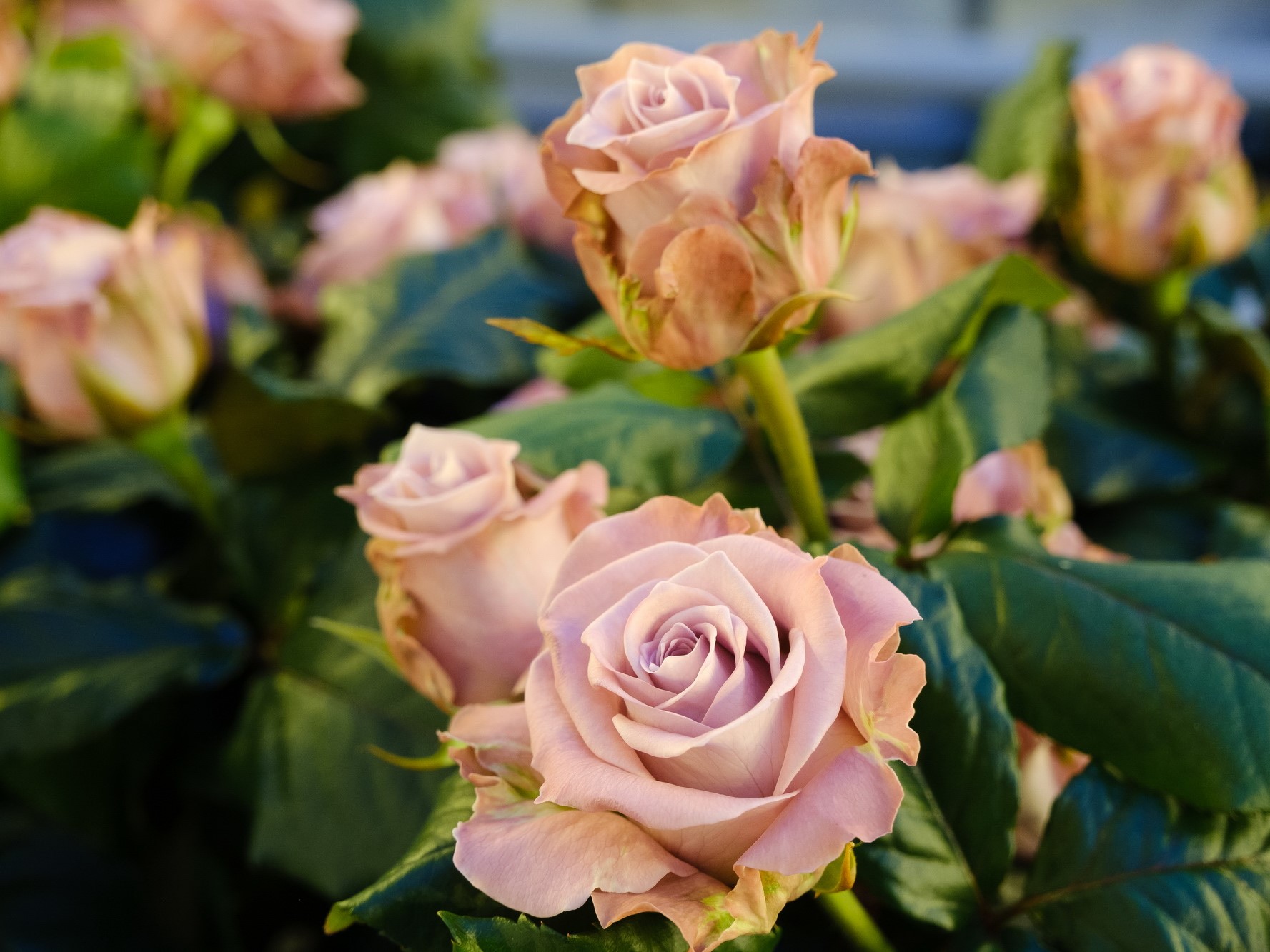 Группа «Горкунов» увеличит производство роз – Агроинвестор