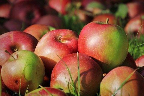 Рекорд вопреки погоде: рынок ждет хороший урожай яблок