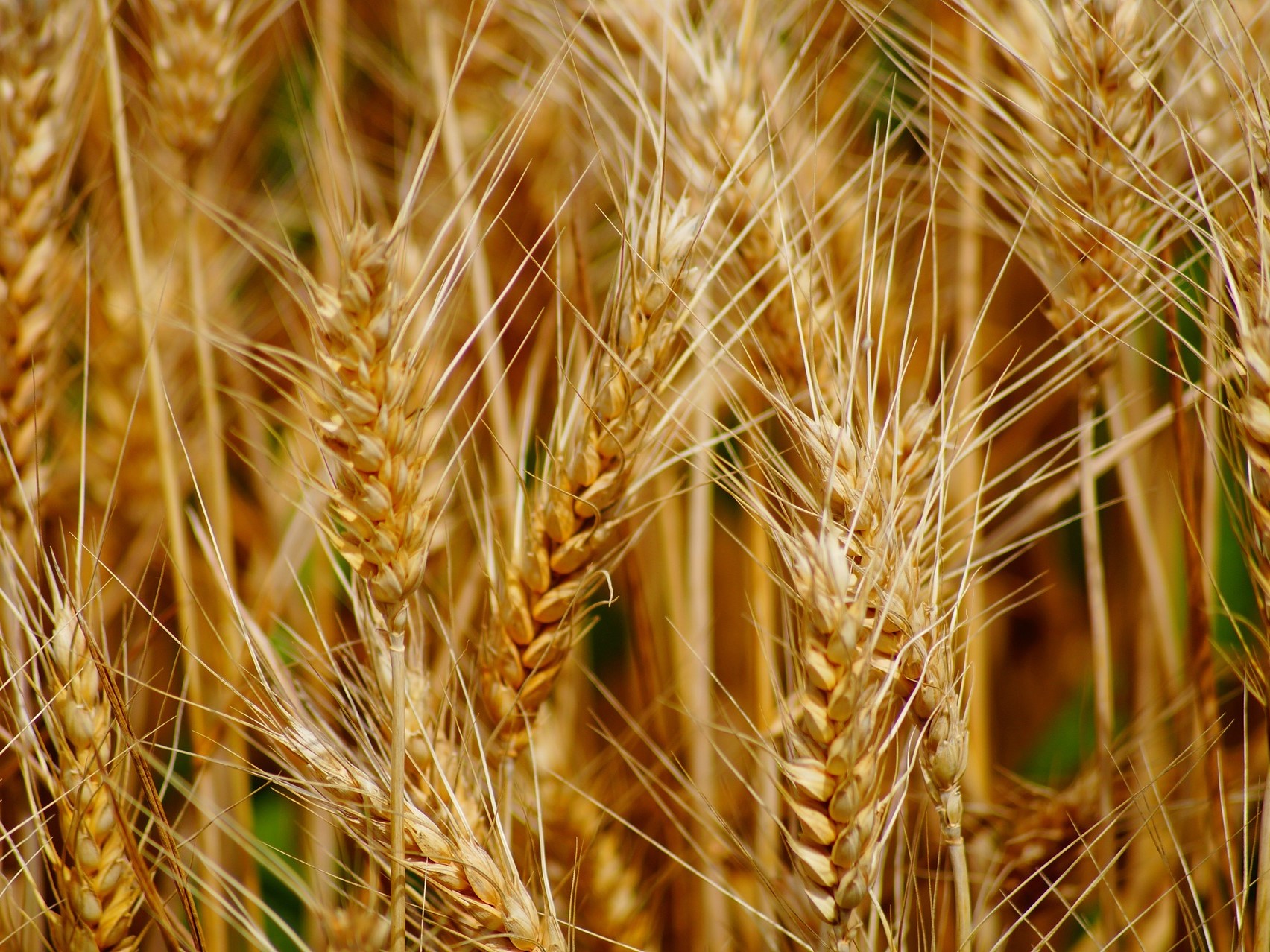 Минсельхоз предложил временно запретить экспорт твердой пшеницы