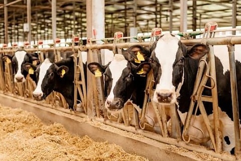 Рейтинг по продуктивности коров снова возглавил агрохолдинг «Степь»