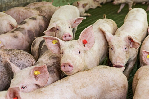 Экспорт ветеринарных вакцин вырос в 1,5 раза