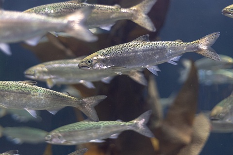 Владимир Путин: потребление рыбы отстает от нормы