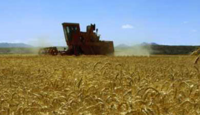 Цены на пшеницу снизились до уровня июля прошлого года