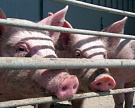 «Русагро» отложила строительство свинокомплекса