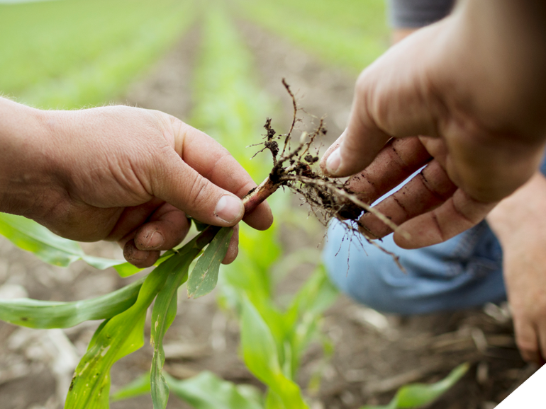 Corteva Agriscience анонсирует корпоративную стратегию в области климата и публикует свой первый отчет об устойчивом развитии