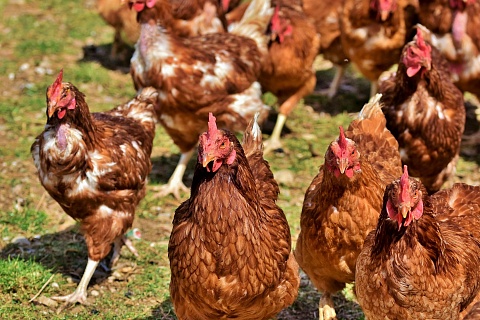 «Русское поле» хочет увеличить производство мяса птицы с помощью фермеров