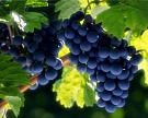 Россельхознадзор пресек ввоз почти 1 тонны американского винограда