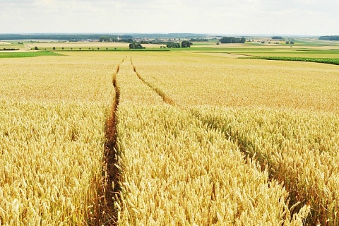 Фермеры снова призвали отменить экспортную пошлину на зерно