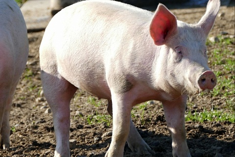 В мире продолжает распространяться африканская чума свиней