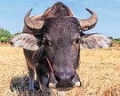 Индия начнет поставки мяса буйвола в Россию