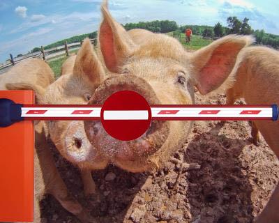 Россельхознадзор ввёл временный запрет на ввоз свиней из США