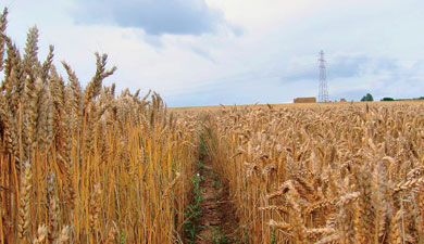 В США вывели новые сорта озимой пшеницы для влажных условий