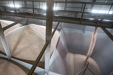 Российская пшеница проиграла на египетском тендере