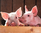 Поголовье свиней в России за год увеличилось на 1 млн голов