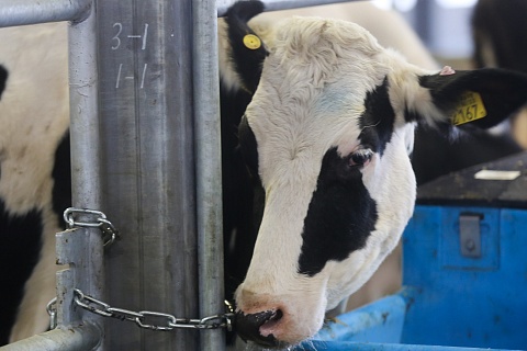 «Август-Агро» построит крупную молочную ферму в Татарстане