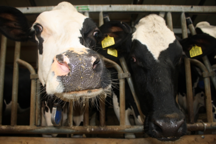 «МЕГАБУСТ РУМЕН» увеличит доходность молочного животноводства