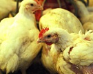 Производство мяса птицы выросло на 9,4%