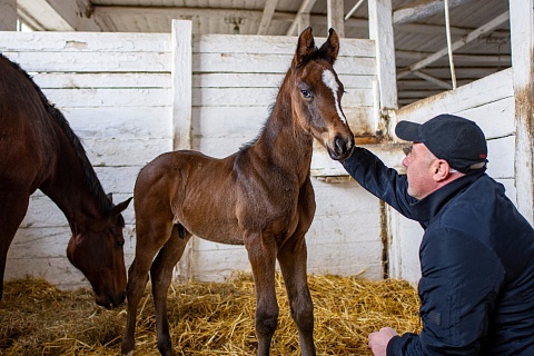 Конный завод «Восход» планирует получить рекордное количество жеребят