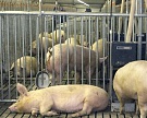 В Приморье изъяли крупную партию зараженной свинины