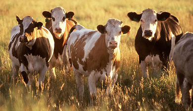 В КБР открылся пастбищный период содержания скота