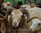 На Урале займутся разведением иранских мясных овец