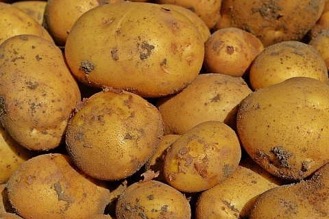 Отраслевой союз предложил повысить импортные пошлины на картофель