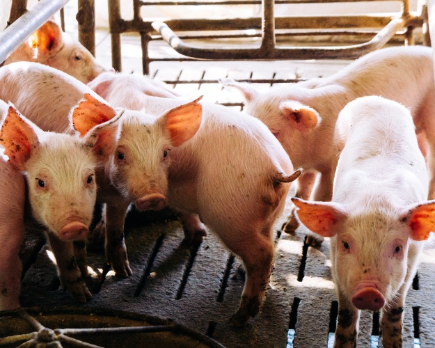 В этом году Россия увеличит экспорт свинины и мяса птицы