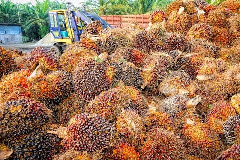 Индонезия ввела запрет на экспорт пальмового масла