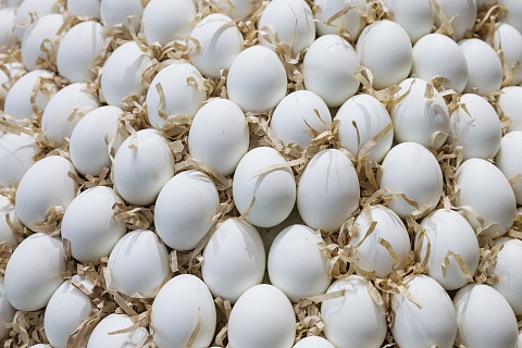 В Россию доставили первую партию яиц из Азербайджана