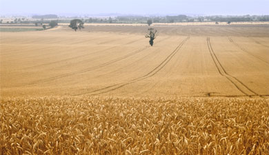 Запасы зерна — на 14% меньше прошлогодних