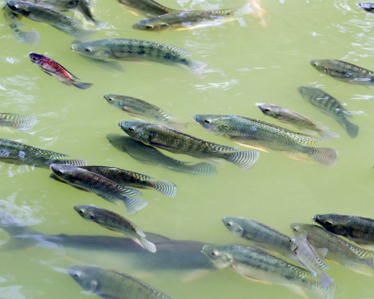 Выведены рыбы, устойчивые к стрептококкам