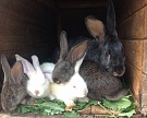 В Томской области появится первая кролиководческая ферма