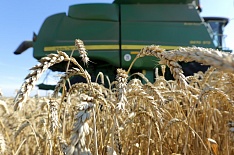 Экспортные цены на пшеницу возобновили рост