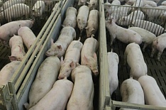 Ущерб «Мираторга» и «Русагро» от чумы свиней оценен в 450 млн рублей