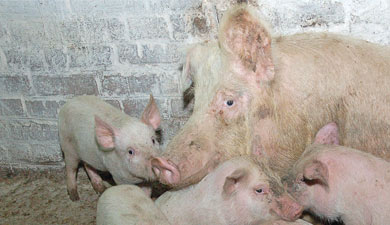 Цены на свинину будут сокращаться в перспективе двух-пяти лет