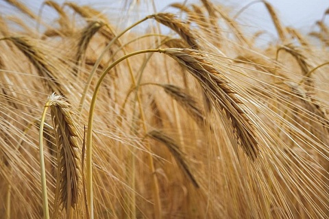 ИКАР: доля России в мировом экспорте пшеницы может составить 20%