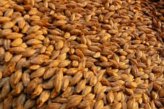 Экспортные цены на ячмень обогнали пшеницу